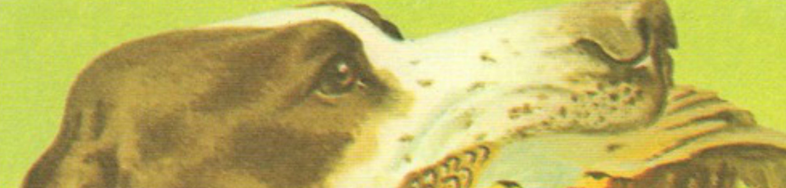 That Dog - title